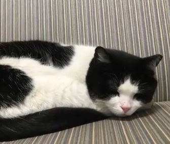 Once a stray, Oreo now lives comfortably at a nursing home in Cleveland, Ohio.
