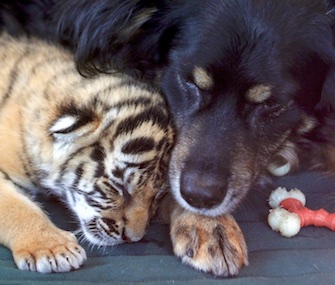 Nursery dog Blakely is helping to socialize three rare tiger cubs at the Cincinnati Zoo.