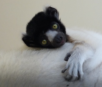 Yousstwo, a Crowned Sifaka, was born in December at the Cotswold Wildlife Park.