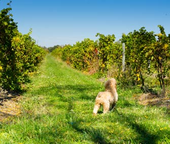 Dog Exploring Vineyard