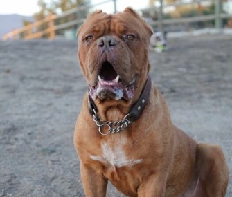 Hooch, who overcame abuse and injuries to become a therapy dog, was named the American Hero Dog of 2016.