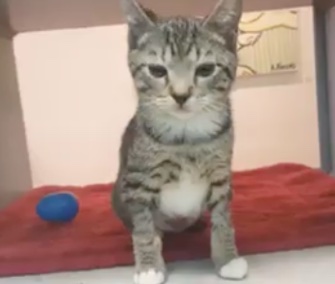 Buoy the kitten was saved from the Mississippi River by a construction worker.