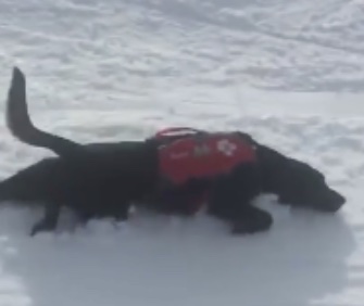 Truckee, an avalanche rescue dog, takes a break with a slide down a Lake Tahoe mountain.