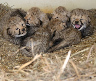 Two litters of five cheetah cubs each are thriving at the Smithsonian Conservation Biology Institute in Virginia.