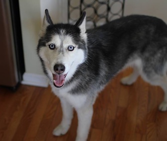 Mishka the Talking Husky