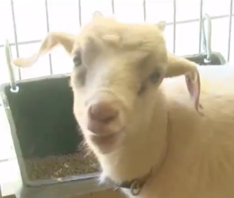 Speedy the goat saved his family from a fire just two days after they got him.