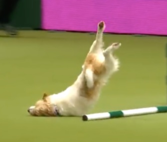 Ouch! Olly's face-plant at Crufts may look painful, but it didn't slow him down at all.