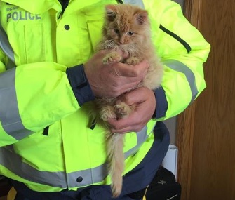 Ambrose the kitten was rescued from a highway in Canada by two police officers.