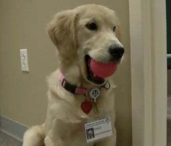 Farley, who was named for a teen patient, will be a full-time facility dog at the East Tennessee Children's Hospital.