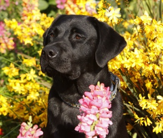 pet scoop service pup named for wwii vet akc names americas akc customer service