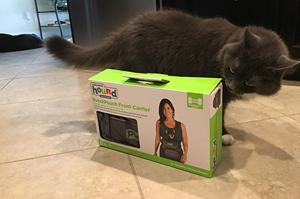 cat sniffing carrier