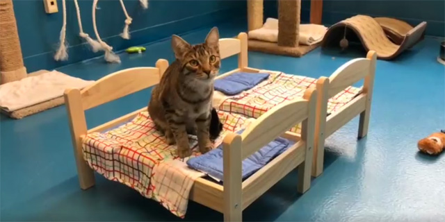 cat in doll bed