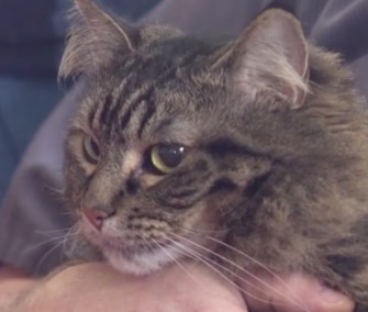 Gracie, a Maine Coon cat, is credited with saving her owners from lethal levels of carbon monoxide in their home.