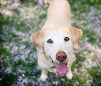 Labrador Retriever dog breed
