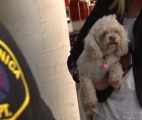 Santa Monica firefighters gave Nalu CPR for 20 minutes to save the dog's life.
