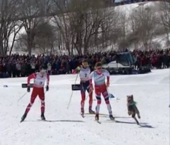 A dog jumped into the World Cup cross country ski race in Quebec City over the weekend.
